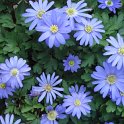 Anemone blanda 'Blue Shade'